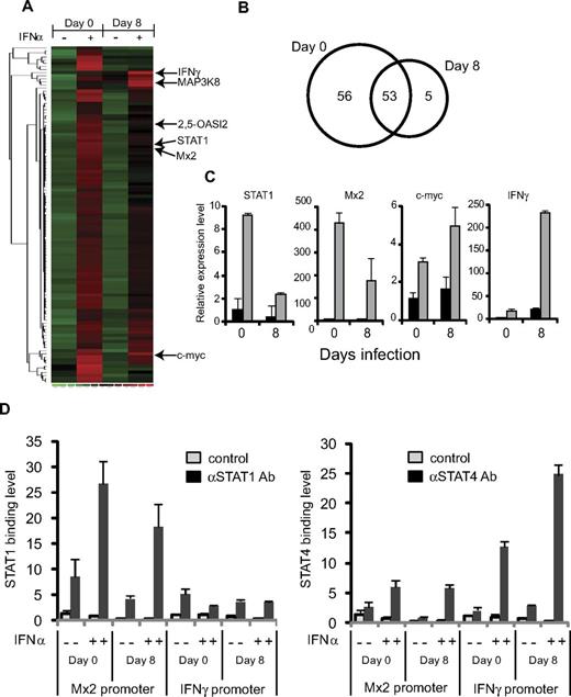 Figure 2. Type 1 IFN gene targets in CD8 T cells prepared on day 8 of LCMV infection. CD8 T cells were purified from uninfected (D0) or D8 LCMV-infected WT mice and treated with either control or IFNα for 90 minutes. The RNA was extracted and analyzed in comparison with D0 samples as in Figure 1A and B. Real-time PCR analysis of STAT1, Mx2, c-myc, and IFNγ mRNA was performed. Black bars show results with control-treated and gray bars show results with IFNα-treated CD8 T-cell samples (C). (D) CD8 T cells were treated with formaldehyde to crosslink DNA-bound transcription factors to DNA. STAT1 or STAT4 promoter binding was evaluated by chromatin immunoprecipitation and qPCR with custom primers (see “Chromatin immunoprecipitation” and “Real-time PCR”). Where shown, bars represent SEMs. Results are based on accumulated data from 3 or more replicates.