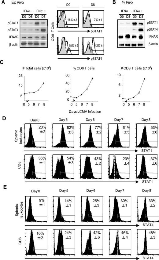 Figure 3. STAT1 and STAT4 responsiveness to type 1 IFN in CD8 T cells during infection. WT mice were uninfected (D0) or infected with LCMV for 8 days (D8). CD8 T cells were purified for Western blot analysis or identified in mixed populations by flow cytometric analyses. Cells were examined after control or IFNα treatments for 90 minutes ex vivo (A) or in vivo (B). The results of ex vivo treatments are shown in panel A. Western blot analyses of pSTAT1, pSTAT4, IFNAR, or β-actin proteins extracted from purified CD8 T cells are presented. Flow cytometric analyses of pSTAT1 or pSTAT4 in CD8 T-cell subsets of mixed populations are to the right. Solid dark lines show staining of IFNα-treated cells. Gray areas show staining of untreated cells, and dotted lines show staining with isotype controls for cytokine-treated samples. (B) The results using purified CD8 T cells isolated from mice treated with either control or IFNα for Western blot analysis of pSTAT1, pSTAT4, IFNAR, and β-actin proteins are shown. Results are representative of 2 or more independent experiments, with percentages in flow panels showing means ± SEMs of 3 independent samples analyzed within 1 experiment. To analyze STAT1 and STAT4 levels in CD8 T cells responding to LCMV infection, cells were prepared from uninfected mice or mice infected with LCMV for the indicated times. Total spleen yields were measured, and the percentages and numbers of CD8 T cells was determined with flow cytometry (C). (D) Cytoplasmic staining of total STAT1 was evaluated in total cells and in CD8 T-cell subsets. (E) Cytoplasmic staining of total STAT4 was determined in total cells and in CD8 T-cell subsets. Numbers given are positive averages, with isotype control staining subtracted, and SEMs. Arrows identify peak STAT intensities in CD8 T-cell subsets (D-E). Results are representative of 2 or more independent experiments, with percentages in flow panels that show means ± SEMs of 3 independent samples analyzed within 1 experiment.