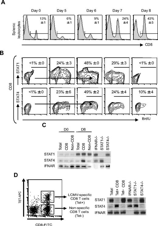 Figure 4. STAT1 and STAT4 levels in proliferating CD8 T cells responding to LCMV infection. Cells were prepared from uninfected mice or mice infected with LCMV for the indicated times. The percentages of CD8 T cells were determined with flow cytometry to stain the subsets (A). To identify the proliferating subsets, BrdU was administered in vivo 2 hours before harvest, and CD8 T-cell subsets were examined for expression of STAT1 or STAT4 along with BrdU (B). Numbers given are positive averages ± SEMs, with isotype control staining subtracted, of 3 independent sample analyzed within 1 experiment. Results are representative of 2 or more independent experiments. Arrows mark areas of peak BrdU incorporation. The consequences of LCMV infection for STAT expression in CD8 T cells subsets from WT mice were evaluated by Western blot analysis. Studies were performed with WT mice either uninfected (D0) or infected with LCMV for 8 days (D8). (C) STAT1 and STAT4 expression levels were determined on D0 or D8 by Western blot analysis with the use of total, CD8, and non-CD8 cell preparations. Cell lysates were made and analyzed as indicated in “Western blot analysis.” Samples were tested for STAT1, STAT4, and IFNAR levels. The specificity was confirmed with samples from IFNAR−, STAT1−, and STAT4− mice as controls. Results are representative of 2 or more independent experiments with 3 animals individually tested. (D) The LCMV-specific CD8 T cells were separated from total and nonspecific CD8 T cells on D8 of infection according to staining with pooled class 1 tetramers presenting the 3 immunodominant LCMV peptides for the B6 mice, NP396-404, GP267-286, and GP33-41 (Tet+ or Tet−). The total and sorted CD8 T-cell populations were analyzed for STAT1, STAT4, and IFNAR expression as described earlier. Results are representative of 2 or more independent experiments.