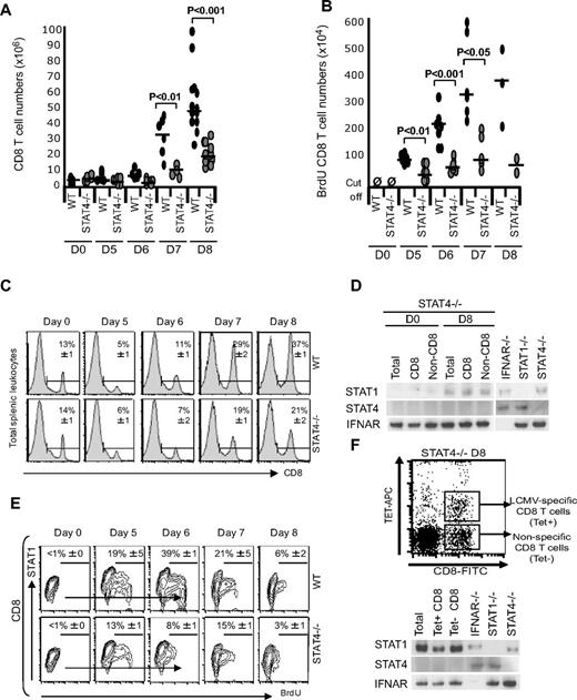 Figure 5. Role for endogenous STAT4 in the magnitude of CD8 T-cell expansion and proliferation. Responses in STAT4-deficient mice were compared with those in WT mice at different times after LCMV infection. (A) Total CD8 T-cell numbers and (B) BrdU incorporating CD8 T-cell numbers were measured in WT and STAT4-deficient mice that were uninfected (D0) or infected with LCMV for the indicated times. Individual symbols represent results from individual mice. Individual symbols show results from 2 to 8 mice collected from multiple experiments. Bars represent means. STAT4 effects on CD8 T-cell proliferation and STAT1 induction within total and antigen-specific subsets were evaluated. Responses in STAT4-deficient mice were compared with those in WT mice (C). The percentages of CD8 T cells were determined with flow cytometry to stain the subsets. (D) STAT1 and STAT4 expression levels were determined on D0 or D8 by Western blot analysis with the use of total, CD8, and non-CD8 cell preparations isolated from STAT4-deficient mice. Cell lysates were made and analyzed as indicated in Figure 4. Results are representative of 2 or more independent experiments with 3 animals individually tested. (E) To identify the proliferating populations, BrdU was administered in vivo, 2 hours before harvest as per samples in panel A, and CD8 T-cell subsets were examined for expression of STAT1 along with BrdU with the use of flow cytometry. Results are representative of 2 or more independent experiments, with percentages in flow panels showing means ± SEMs of 3 independent samples analyzed within 1 experiment. (F) The LCMV-specific CD8 T cells were separated from total and nonspecific CD8 T cells, on D8 of infection of STAT4-deficient mice, based on staining with pooled class 1 tetramers presenting the 3 immunodominant LCMV peptides for the B6 mice, NP396-404, GP267-286, and GP33-41. The total and sorted CD8 T-cell populations were analyzed for STAT1, STAT4, and IFNAR expression as described in Figure 4. Results are representative of 2 or more independent experiments.