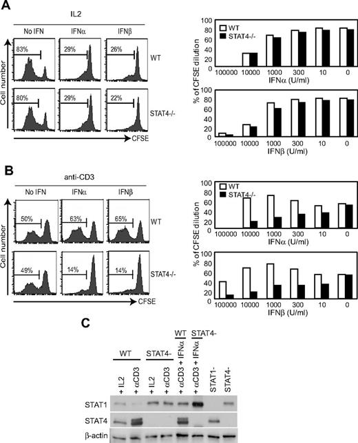 Figure 6. Role for STAT4 in cytokine- or antigen receptor-driven CD8 T-cell proliferation. The intrinsic proliferative responsiveness of WT and STAT4-deficient CD8 T cells were examined ex vivo by stimulation with IL-2 or anti-CD3. Highly purified CD8 T cells were labeled with CFSE and cultured for 5 days with IL-2 (A) or anti-CD3 (B). Proliferation was evaluated by dilution of the dye. Numbers given in histograms represent percentages. Sensitivity to type 1 IFN-mediated inhibition was evaluated by titrating in the indicated concentrations of IFNα or IFNβ in the presence of IL-2 (A) or anti-CD3 (B). The bar graphs show proportions under the different conditions. The highest dose of IFNα was not tested. The results are representative of 2 or more independent experiments. (C) The effects of stimulation on STAT4 expression and the consequences for STAT1 induction were evaluated with CD8 T cells purified from WT and STAT4-deficient mice. The cells were cultured for 2 days with IL-2 or anti-CD3 with or without the addition of 10 000 U of IFNα. The proteins were then extracted. Western blot analyses of STAT4, STAT1, and β-actin were performed as indicated in “Western blot analysis.” The results are representative of 3 independent experiments.