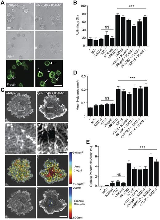 Figure 1. Ligation of NKp46 by mAb requires coligation of LFA-1 to induce reorganization of cortical actin. (A) Bright-field, IRM, and fluorescence images of pNK cells stimulated on surfaces coated with mAb against NKp46, with or without ICAM-1. Symmetric rings of F-actin at the synapse periphery (indicated by white arrows) were frequently observed on slides coated with both αNKp46 and ICAM-1 (bottom right panel). Bar represents 20 μm. (B) The proportion of pNK cells that form a F-actin ring at the synapse periphery when stimulated on poly-L-lysine–coated surfaces (−) with isotype–matched mAb (IgG1) or activating mAbs (Isotype IgG1) against αNKG2D, αCD16, αCD2, or αNKp46, each with or without ICAM-1. Graph represents mean ± SEM, from 3 independent experiments counting 45-65 cells per condition. (C) Representative images obtained by SI microscopy of F-actin at the interface between pNK cells and surfaces coated with αNKp46 (left) or αNKp46 and ICAM-1 (right). The center of the synapse is enlarged in the panels below. Bar represents 1 μm. Third-row panels: The holes between actin filaments in the central region of the synapse as heat maps, with the smallest holes shown in blue (0.01 μm2) and largest (> 3.0 μm2) in red. Bottom panels: Regions are shown within the actin network through which a particle (such as a lytic granule) of diameter 200 nm (blue) to 800 nm (red) could fit. Bars represent 5 μm. (D) Quantification of the average size of holes in the actin mesh at the pNK synapse center for cells stimulated as for panel B. Graph represents mean ± SEM; n = 21-65 cells per condition. (E) Quantification of the proportion of the synapse penetrable by a granule of 250 nm diameter for cells stimulated as in panel B; graph represents mean ± SEM; n = 21-65 cells per condition. In all panels, data are from 3 experiments. ***P < .0001. NS indicates not significant, data compared by 1-way ANOVA.