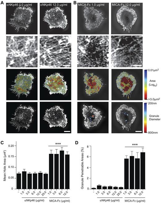 Figure 2. Opening of the cortical actin mesh is not augmented by increasing NKG2D or NKp46 ligation. (A) Top panels: Representative SI images of F-actin in pNK cells stimulated on surfaces coated with 1.0 or 12.0 μg/mL of αNKp46 mAb. The center of the synapse is enlarged in the panels directly below. Bar represents 1 μm. Bottom center panel images: Holes within the actin mesh as heat maps related to hole area with the smallest holes shown in blue (0.01 μm2) and largest (> 3.0 μm2) shown in red. Bottom panels: The domains within the cortical F-actin mesh through which lytic granules of diameters 200 nm (blue) to 800 nm (red) could penetrate. (B) Top panels: Representative SI images of F-actin in pNK cells stimulated on surfaces coated with the NKG2D ligand MICA (1.0 μg/mL, 12.0 μg/mL). As in panel A, the center of the synapse is enlarged in the panels below. Bar represents 1 μm. Bottom middle panels: Heat maps of actin mesh hole areas. Bottom panels: The domains through which lytic granules with diameters ranging from 200 nm to 800 nm may penetrate. Bars represent 5 μm. (C) The mean area of holes within the central region of the pNK cell synapse for cells stimulated as indicated. (D) The proportion of the NK cell synapse predicted to be penetrable by a granule with a diameter of 250 nm for cells stimulated as indicated. Graphs represent mean ± SEM; n = 30 per condition using cells from 3 independent donors. ***P < .0001, compared with poly-L-lysine controls (−) by 1-way ANOVA.