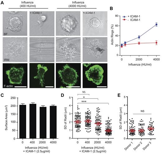 Figure 3. Coligation of LFA-1 is required for influenza viral particles to trigger NK cell symmetric spreading. (A) Representative bright-field, IRM, and fluorescence images of pNK cells, stained with phalloidin–AlexaFluor-488, stimulated on surfaces coated with a low (400 HU/mL; left panels) or high (4000 HU/mL; right panels) concentrations of influenza virus particles, with or without ICAM-1. Bars represent 10 μm. (B) Graph represents the proportion of pNK cells that form a peripheral ring of F-actin when influenza virus particles were titrated onto glass surfaces coated with poly-L-lysine with or without ICAM-1. Graph represents mean ± SEM, from 4 independent experiments counting > 70 cells per condition. (C) Quantification of the pNK cell surface contact areas determined by IRM on slides coated with ICAM-1 and increasing concentrations of influenza virus particles (0-4000 HU/mL). Data are mean ± SEM for n > 300 cells per condition from 4 independent experiments. (D) The symmetry of the contact interface for cells stimulated on slides coated with ICAM-1 and increasing concentrations of influenza virus particles is represented as the SD of the radial distances. Data represent the distance from the NK cell center to the circumference measured at 360 radii for n = 87-99 cells, from 3 independent experiments. Graphs represent the median ± SE of the median for each dataset. ***P < .0001. *P < .01. NS indicates not significant, analyzed by 1-way ANOVA. (E) The SD of radial distances was compared for pNK cells, from 3 independent donors, stimulated on surfaces coated with 4000 HU/mL influenza virus particles and ICAM-1. Each data point on the graph represents the SD of radii for a single cell, and the median ± SE of the median is shown for n = 45-63 cells per donor. NS indicates not significant, analyzed by 1-way ANOVA.