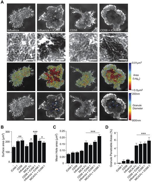 Figure 4. LFA-1 coligation is required for influenza virus to trigger rearrangement of NK cell cortical actin. (A) Top panels: SI images of F-actin in pNK cells stimulated on surfaces coated with influenza virus particles (4000 HU/mL) with or without ICAM-1 (2.5 μg/mL), or the CD2 ligand, CD58 (5.0 μg/mL), with or without ICAM-1. The center of the synapse is enlarged in the panels directly below. Bars represent 1 μm. Bottom middle panels: Holes between actin filaments are represented as heat maps with the smallest holes (0.01 μm2) shown in blue and largest (> 3.0 μm2) shown in red. Bottom panels: The domains within the actin mesh at the NK cell surface interface through which a granule of 200-800 nm in diameter could fit through. Bars represent 5 μm. (B) Surface areas of pNK cells stimulated on coverslips coated with poly-L-lysine (−) and the CD2 ligand CD58, influenza virus particles, or the NKG2D ligand MICA, all with or without ICAM-1. (C) The mean area of holes within the NK cell synapse center for NK cells stimulated as in panel B. (D) The proportion of the NK cell synapse predicted to be penetrable by a granule with a diameter of 250 nm for cells stimulated as indicated. Graphs represent mean ± SEM for n = 30-75 cells across 3 independent experiments. ***P < .0001. **P < .001. *P < .01. NS indicates not significant, analyzed by 1-way ANOVA and compared with poly-L-lysine–coated slides.