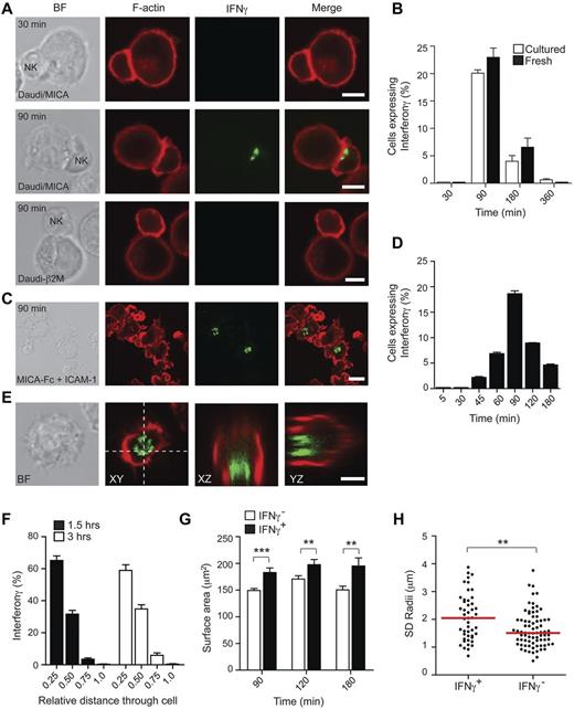 Figure 5. Polarization of IFN-γ in NK cells stimulated through NKG2D and LFA-1. (A) Images of conjugates between cultured pNK cells and Daudi/MICA or Daudi/β2M. Cells were coincubated for 30 or 90 minutes and stained for F-actin (red) and IFN-γ (green). Bars represent 10 μm. (B) The proportion of pNK cells expressing IFN-γ in conjugates formed between fresh or cultured pNK cells and Daudi/MICA for the times indicated. Graph represents mean ± SEM from 3 experiments; n = 76-170. (C) Images of F-actin (green) and IFN-γ (red) in cultured pNK cells stimulated for 90 minutes on surfaces coated with MICA-Fc (2.5 μg/mL) and ICAM-1 (2.5 μg/mL). Bar represents 20 μm. (D) The proportion of pNK cells expressing IFN-γ after stimulation as in panel D for 5-180 minutes. Graph represents mean ± SEM from 5 donors; n > 200 cells. (E) Images of cultured pNK cells stimulated as in panel E. Right panels: Orthogonal (XZ, YZ) views, perpendicular to the planes marked with dotted lines in the XY image. (F) The proportion of IFN-γ staining in 4 quadrants of the cell, denoted by their relative distance from the coverslip (0 at the coverslip, 1 the top of the cell). Graph represents data for cells incubated on surfaces coated as in panel C for 1.5 or 3 hours as mean ± SEM (n = 60 or 30). (G) The surface area of pNK cells that express IFN-γ (IFN-γ+), or are IFN-γ negative (IFN-γ−), after incubation on surfaces coated as in panel C. (H) The symmetry of pNK cells that either express IFN-γ or are IFN-γ− after stimulation on slides coated with MICA-Fc and ICAM-1 for 90 minutes is represented as the SD of the radial distances for n = 50 or 80 cells. Graphs represent mean ± SEM; n = 50-100. ***P < .0001 (t test). **P < .001 (t test).