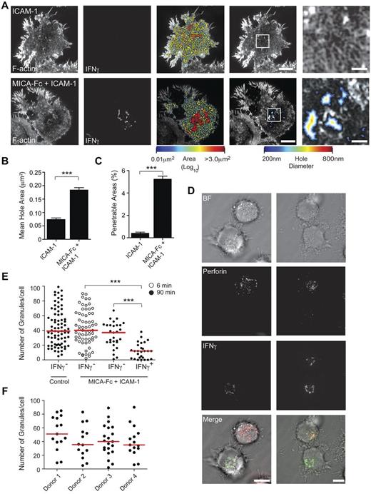 Figure 6. The cortical actin mesh opens up in NK cells expressing IFN-γ. (A) Left panels: Super-resolution images of F-actin and IFN-γ in pNK cells stimulated for 90 minutes on coverslips coated with ICAM-1 (2.5 μg/mL) or MICA-Fc (2.5 μg/mL) with ICAM-1 (2.5 μg/mL). Bars represent 5 μm. Center panels: Holes in the actin mesh as a heat map. Middle right panels: The domains in the actin mesh, which have opened up to be penetrable by a spherical particle of diameter 200-800 nm, and the regions indicated by the white square are enlarged in the far right panels. (B) Quantification of the mean areas of holes in the actin mesh for pNK cells stimulated for 90 minutes on surfaces coated as in panel A. (C) The proportion of the synapse where the actin mesh has opened up to produce domains penetrable by a particle of diameter 200-800 nm in pNK cells stimulated on surfaces coated as in panel A. Graphs represent mean ± SEM from 3 experiments; n = 30. ***P < .0001 (t test). (D) Bright-field and 2-color SI images of perforin (red) and IFN-γ (green) in pNK cells stimulated for 90 minutes on surfaces coated with MICA-Fc and ICAM-1. Bars represent 10 μm. (E) Quantification of the number of lytic granules, stained with α-perforin mAb, in the whole volume of each pNK cell after stimulation for 6 (white) or 90 minutes (black) on slides coated with poly-L-lysine or MICA-Fc (2.5 μg/mL) and ICAM-1 (2.5 μg/mL). At 90 minutes, when IFN-γ could be detected, IFN-γ+ and IFN-γ− cells are plotted separately. Bars represent the median from 4 experiments; n > 30. ***P < .0001 (analyzed by 1-way ANOVA). (F) Comparison of the number of granules per NK cell for 4 independent donors whose cells were stimulated for 6 minutes on slides coated with MICA-Fc and ICAM-1. Each data point represents a single cell. Bars represent the median for each dataset.