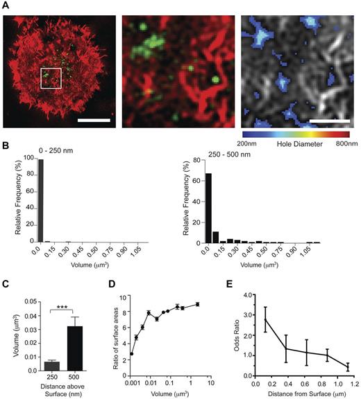 Figure 7. Intracellular compartments containing IFN-γ preferentially localize to regions where the actin mesh has opened up. (A) Right panel: Two-color SI images of F-actin (red) and IFN-γ (green) in a pNK cell activated on a surface coated with MICA-Fc (2.5 μg/mL) and ICAM-1 (2.5 μg/mL) for 90 minutes. Bar represents 5 μm. White box represents the region of the immune synapse that is enlarged in the center panel. Right panel: The domains within the enlarged region that have opened up in the cortical actin mesh to be 200-800 nm in diameter. Bar represents 1μm. (B) Relative frequencies of the volumes of IFN-γ stained compartments located at 0-250 nm (left) or 250-500 nm (right) up into the cell away from the contact with the surface. See main text for precise numeric quantification of this data. (C) The average volume of IFN-γ compartments located within 250 nm or 250-500 nm of the cell surface interface. Graphs represent mean ± SEM from 3 experiments; n = 250. ***P < .0001. (D) The ratio of surface area of compartments containing IFN-γ to surface area of a sphere with an equal volume is plotted against the measured volume of the compartment. Graph represents mean ± SEM from 3 experiments; n = 473. (E) Odds ratios for IFN-γ to be localized on regions within the cortical actin mesh in which holes 200-800 nm in diameter have opened are plotted as mean ± SEM at axial distances for IFN-γ located 0-1 μm above the surface of slides coated with MICA-Fc and ICAM-1. Graph represents n = 10 cells from 3 experiments.