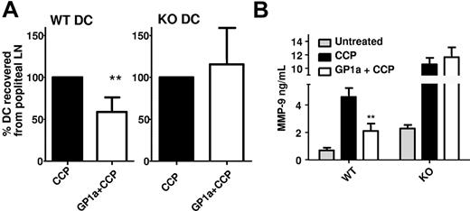 Figure 3. GP1a-treated DCs exhibit lower migratory capacity in vivo. (A) DCs generated from Cnr2+/+ (wt) or Cnr2−/− (ko) mice were treated with CCP with or without GP1a (5μM) for 48 hours and labeled with PKH-26. Then, 1 × 106 labeled DCs were injected subcutaneously in the footpads of wt C57BL/6 mice preinjected with 40 ng of TNF-α s.c in the footpads 24 hours earlier. Recipient mice received CCP-treated DC (control) in the right footpad and CCP + GP1a–treated DCs in the left footpad. Forty-eight hours later, cells were collected from popliteal lymph nodes, and PKH-labeled cells were analyzed by FACS. Data from 3 different experiments are normalized by plotting the number of labeled cells from the control leg as 100%. (B) Supernatants collected from DC cultures before injection were analyzed for MMP-9 via ELISA.