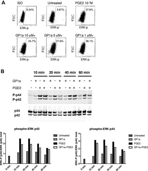 Figure 5. GP1a treatment reduces PGE2 induced ERK phosphorylation. (A) DCs were treated with PGE2 with or without different concentrations of GP1a for 20 minutes. Cells were fixed, permeabilized, stained intracellular with phospho-ERK antibody, and analyzed by FACS. (B) DCs were treated with PGE2 with or without GP1a for various time periods. Cells were lysed and analyzed for phosphorylation of ERK by Western blot. Densitometric analyses are plotted in graphs normalizing phospho-ERK to total ERK. Data are representative of 2 (B) and 3 (A) independent experiments.