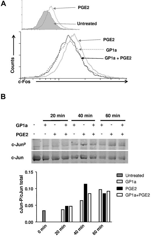 Figure 6. GP1a treatment reduces both c-Fos induction and c-Jun phosphorylation. (A) DCs treated with PGE2 with or without GP1a for 40 minutes were fixed, permeabilized, stained intracellular with c-Fos antibody, and analyzed by FACS. (Top) Shaded area represents untreated cells. (Bottom) Black line represents GP1a + PGE2, gray line represents PGE2, and broken black line represents GP1a. (B) DCs were treated with PGE2 with or without GP1a for various time periods and analyzed for phospho-c-Jun by Western blot. Densitometric analyses are plotted in graphs normalizing phospho-c-Jun to total c-Jun. Data are representative of 2 (B) and 3 (A) independent experiments.