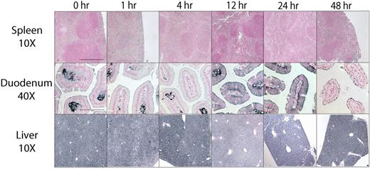 Figure 3. Changes in iron distribution in PR65-treated hepcidin knockout mice. Tissue iron was visualized by enhanced Perls stain at 0 to 48 hours after subcutaneous injection of PR65 (100 nmol). Representative images are shown. Horizontal bars indicate 400 μm (10×) and 100 μm (40×). Top row: Spleen iron was scant and its distribution did not change appreciably during the 48 hours. Middle row: Iron in the villus stroma was evident in solvent-treated and 1 to 4 hours PR65–treated mice, indicating active ferroportin-mediated efflux of iron from basolateral membranes of enterocytes. From 12 to 24 hours, iron was retained in enterocytes consistent with (mini)hepcidin-induced ferroportin degradation. Forty-eight hours after injection iron was no longer retained by enterocytes. Bottom row: As expected, the livers were iron-loaded at baseline and no changes in the pattern of iron staining were seen within 48 hours of PR65 treatment.