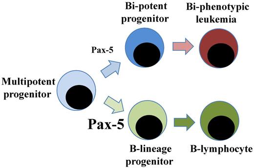 Dose-dependent regulation of cell differentiation by Pax-5. The figure show a schematic drawing of the effect of Pax-5 dose on the differentiation of multipotent progenitors and generation of bi-phenotypic leukemia.