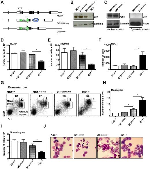 Figure 1. Human GFI1 is equivalent to murine Gfi1 in hematopoiesis. (A) Schematic representation of the murine Gfi1 locus and the targeted alleles. (B) Western blot of nuclear extracts of Gfi136N/36N, Gfi1+/+, Gfi1−/−, and Gfi136N/36N+neo thymocytes. (C) Western blot of nuclear and cytosolic extracts of Gfi136N/36N and Gfi136S/36S thymocytes. (D) Total number of B220+ cells in the bone marrow (per both hind limbs; n = 23 Gfi1+/+, n = 13 Gfi1−/−, n = 13 Gfi136N/36N, and n = 9 Gfi136S/36S). *P ≤ .05. (E) Total number of thymocytes (n = 9 Gfi1+/+, n = 5 Gfi1−/−, n = 5 Gfi136N/36N, and n = 6 Gfi136S/36S). *P ≤ .05. (F) Total number of HSCs (Lin−, Kit+, Sca-1+, CD150+, CD48− bone marrow cells) in both hind limbs (n = 15 Gfi1+/+, n = 7 Gfi1−/−, n = 3 Gfi136N/36N, and n = 4 Gfi136S/36S). *P ≤ .05. (G) Flow cytometric analysis showing the staining of bone marrow cells for Gr1 and Mac1 surface markers. (H) Total number of monocytes in the bone marrow (per both hindlimb; n = 19 Gfi1+/+, n = 6 Gfi1−/−, n = 6 Gfi136N/36N, and n = 4 Gfi136S/36S). *P ≤ .05. (I) Total number of granulocytes in the bone marrow of the indicated mouse strains per hindlimb (n = 19 Gfi1+/+, n = 6 Gfi1−/−, n = 6 Gfi136N/36N, and n = 4 Gfi136S/36S). *P ≤ .05. (J) Wright-Giemsa staining of bone marrow cytospins (original magnification ×100, Leitz DMRB from Leica, Micropublisher digital color camera, QImaging, Northern Eclipse Version 7.0 software).