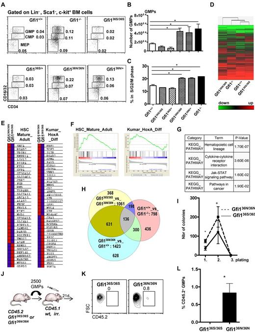 Figure 2. The presence of GFI136N affects the GMP bone marrow fraction in Gfi136N/36N knock-in mice. (A) Representative flow cytometric analysis of CMPs, GMPs, and MEPs of the indicated mouse strains. Numbers indicate percentage of the different populations with regard to the total bone marrow cells. (B) Total number of GMPs in the different mouse strains (both hind limbs; n = 24 for Gfi1+/+, n = 15 for Gfi1−/−, n = 15 for Gfi136N/36N, n = 7 for Gfi136S/36S, n = 4 for Gfi136N/+, n = 3 for Gfi136N/+). *P ≤ .05. (C) Cell cycle progression of the GMPs from the indicated strains (n = 5 for Gfi1+/+, n = 3 for Gfi1−/−, n = 5 for Gfi136N/36N, n = 5 for Gfi136S/36S,, n = 5 for Gfi136N/+, n = 3 for Gfi136N/+). *P ≤ .05. (D) Heat map representing the different mRNA expression profiles in GMPs from the indicated mouse strains. Genes expressed in GMPs at more than a 2-fold difference in the comparisons, Gfi1−/− vs Gfi1+/+, Gfi136N/36N vs Gfi136S/36S, or Gfi136N/36N vs Gfi1+/+, were analyzed by hierarchical clustering using Wards method (similarity measure: half square eucledian distance). (E-F) Gene set enrichment analysis showed that sets of genes differentially expressed in mature adult hematopoietic cells compared with stem cells (HSC_Mature_Adult) and in MLL-AF9 leukemia (Kumar_HoxA_Diff) are enriched in the list of genes that are differentially expressed between Gfi136S/36S and Gfi136N/36N GMPs. (G) Table of results of KEGG pathway analysis showing that genes differentially expressed between Gfi136S/36S and Gfi136N/36N GMPs fall into the indicated pathways, the one composing hematopoietic cell lineage genes being the most significant. (H) Venn diagram comparing the number of overlapping genes differentially expressed in GMPs from the indicated mouse strains. (I) A total of 450 GMPs from Gfi136S/36S and Gfi136N/36N mice were sorted directly on methylcellulose, and 20 000 cells were replated from the emerging colonies every 10 days (see also “In vitro colony assay”). *P = .05. n = 3 for all genotypes. (J) Schematic outline of transplantation experiment. A total of 2500 GMPs were sorted from Gfi136S/36S or Gfi136N/36N mice and transplanted together with 105 bone marrow cells from CD45.1+ mice into lethally irradiated CD45.1+ mice. (K) At 24 days after transplantation, the number of CD45.1+ (all wt) and CD45.2+ (either Gfi136S/36S or Gfi136N/36N) GMPs was determined. (L-M) At 24 days after transplantation of either Gfi136S/36S or Gfi136N/36N CD45.2+ GMPs, the percentage of CD45.2+ GMPs was determined in the recipient mice. Whereas no CD45.2+, Gfi136S/36S GMPs were detectable, ∼ 1% of the GMPs were CD45.2+ Gfi136N/36N GMPs.