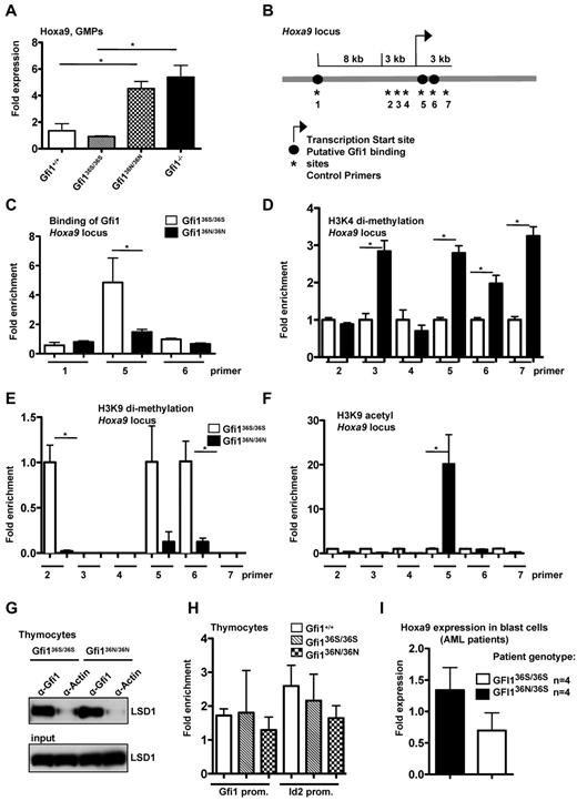Figure 3. Deregulation of Hoxa9 expression and epigenetic modification in myeloid cells from Gfi136N/36N knock-in mice. (A) Hoxa9 mRNA expression was determined in GMPs by RT-PCR. One representative experiment (with triplicates for each experiment) from 2 independent experiments is shown. (B) Schematic representation of the Hoxa9 locus. Numbers indicate the position of the primer pairs used for ChIP-PCR. (C) ChIP-PCR with sorted Lin−, c-kit+, Sca1− cells from the indicated mouse strains using an α-Gfi1 antibody. Shown is the representative result of 2 independent experiments, each done in triplicate (for location of primers see panel B). (D) ChIP-PCR with sorted Lin−, c-kit+, Sca1− cells from the indicated mouse strains using an α-H3K4 dimethyl-antibody (for locations of primers see panel B). Enrichment for Gfi136S is set at 1. (E) ChIP-PCR with sorted Lin−, c-kit+, Sca1− cells from the indicated mouse strains using an α-H3K9dimethyl-antibody (for locations of primers see panel B; for enrichment see panel D). (F) ChIP-PCR with sorted Lin−, c-kit+, Sca1− cells from the indicated mouse strains using an α-H3K9acetyl antibody (for locations of primers see panels B and D). (G) Immunoprecipitations (IP) using thymocyte extracts from the indicated mouse strains with an α-Gfi1 antibody. As control, an α-actin antibody was used. (H) ChIP-PCR with thymocytes using an anti-Gfi1 antibody (from left to right: Gfi1+/+, Gfi136S/36S, Gfi136N/36N). Relative enrichment was determined by amplification with previously described primers (see “ChIP”). (I) Hoxa9 mRNA expression level was determined in blast cells of 4 GFI136S/36S and 4 GFI136N/36S AML patients (P ≤ .10).