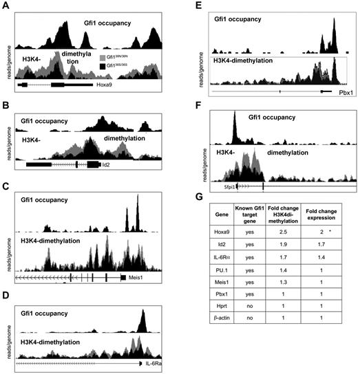 Figure 4. Presence of Gfi136N induces epigenetic changes at several loci. Result of the ChIP-Seq experiments indicating Gfi1 occupancy and histone H3 lysine 4 9H3K4) at selected gene loci. For the detection of H3K4 dimethylation, ChIP was performed with sorted Lin−, c-kit+, Sca1− cells from the indicated mouse strains using a α-H3K4 dimethyl antibody. For the detection of Gfi1, ChIP was performed with an α-Gfi1 antibody using MLL-ENL-transduced AML cells. After immunoprecipitation, DNA-protein complexes were subjected to high throughput sequencing to determine the genome-wide distribution of H3K4 dimethyl as well as of Gfi1 binding. In each figure, the top half represents the enrichment for Gfi1 binding and the lower half the distribution of H3K4dimethylation in cells from either Gfi136N/36N or Gfi136S/36S mice. The results of the H3K4dimethyl ChIP-Seq were normalized (see “ChIP seq”), and the curves of obtained with cells from the 2 different mouse strains were superimposed. The curves representing Gfi136N/336N cells appear in gray, the curves of Gfi136S/36S in black. The following gene loci have been analyzed: Hoxa9 (A), Id2 (B), Meis1 (C), IL-6Ra (D), PU.1 (E), and Pbx1 (F). (G) Summary of changes in H3K4 dimethylation and expression of the indicated Gfi1 target and control genes. The fold change in H3K4dimethylation between cells from Gfi136N/36N and Gfi136S/36S mice was calculated by dividing the areas under the respective curves. The area under the curves was determined using the TL-100 Version 2008 software from Non-Linear Dynamics. Fold change expression of the indicated genes between cells from Gfi136N/36N and Gfi136S/36S mice was calculated by dividing the absolute expression levels obtained from the DNA microarray expression analysis (Figure 2D).