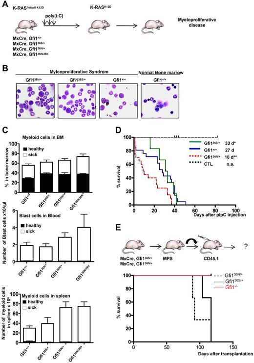 Figure 5. Accelerated onset of a myeloproliferative disorder in the presence of GFI136N. (A) Experimental setup to induce expression of a mutated K-RASK12D transgene. (B) Representative bone marrow cytospins of moribund mice with the indicated genotypes (original magnification ×100, Leitz DMRB from Leica, Micropublisher digital color camera, QImaging). (C) Frequency of myeloid and blast cells in healthy (dark bar) and sick mice (white bar). Top panel: Percentage of myeloid cells in the bone marrow (healthy mice: n = 18 Gfi1+/+, n = 6 Gfi136N/36N, n = 3 Gfi136S/+, n = 3 Gfi136N/+; sick mice: n = 15 Gfi1+/+, n = 8 Gfi136N/36N, n = 5 Gfi136S/+, n = 15 Gfi136N/+). Middle panel: Number of blast cells per microliter of blood, healthy mice: n = 21 Gfi1+/+, n = 5 Gfi136N/36N, n = 3 Gfi136S/+, n = 4 Gfi136N/+; sick mice: n = 17 Gfi1+/+, n = 5 Gfi136N/36N, n = 5 Gfi136S/+, n = 7 Gfi136N/+). Bottom panel: Total number of myeloid cells in the spleen (healthy mice: n = 21 for Gfi1+/+, n = 3 for Gfi136N/36N, n = 3 for Gfi136S/+, n = 3 for Gfi136N/+; sick mice: n = 16 Gfi1+/+, n = 8 Gfi136N/36N, n = 5 Gfi136S/+, n = 14 Gfi136N/+). All sick mice carried both the MxCre transgene and the K-RASflstopfl K12D allele. (D) Kaplan-Meier survival curve of different strains (n = 12 for control mice, n = 22 for Gfi1+/+, n = 7 for Gfi136S/+, n = 22 for Gfi136N/+). P ≤ .01 between Gfi136N/+ and Gfi1+/+. P ≤ .04 between Gfi136N/+ and Gfi136S/+. The cohort of control mice (CTL) was composed of 2 different subgroups. One group (n = 8) consisted of Mx Cre tg Gfi1flox/flox mice, which were injected with poly(I:C) to exclude that a higher mortality of mice might be related to Cre activation or toxicity of poly(I:C). The second subgroup (n = 6) consisted of wt mice, which were injected with poly(I:C) also to monitor toxic effects of poly(I:C). With the exception of the control mice, all other mice carried an MxCre transgene and a K-RASflstopfl K12D allele. (E) Approximately 2 × 106 bone marrow cells of moribund mice (see panel D) with the indicated genotypes were transplanted alongside 105 CD45.1+ carrier bone marrow cells into sublethally irradiated CD45.1+ mice. Mice were then subsequently observed for emergence of disease; n = 3 for all genotypes. *P ≤ .05.
