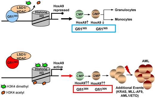 Figure 6. The role of the GFI136N variant in the development of a myeloproliferative disorder that may lead to AML. Proposed model for the function of the GFI136N variant: diminished binding of GFI136N to the Hoxa9 locus as well as to other gene promoters results in epigenetic changes leading to deregulation of expression, in particular of the Hoxa9 gene and subsequently to a proliferative expansion of the GMPs. This effect of the GFI136N variant can increase the likelihood that an AML develops, if other cooperating events occur.