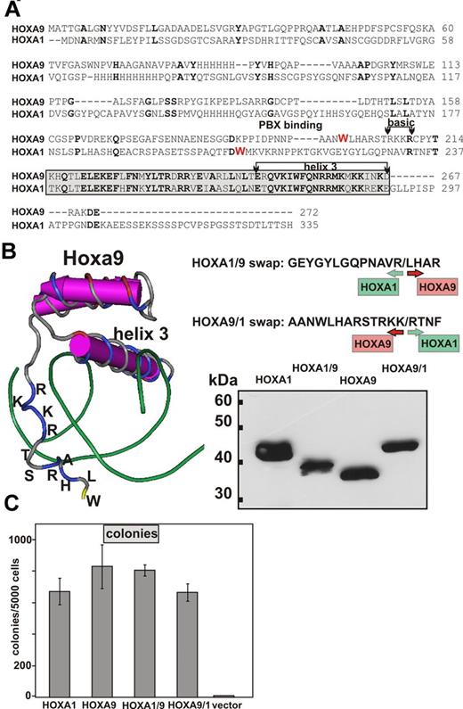 Figure 1. Design, expression, and functionality of HOX swap constructs. (A) BLAST (http://blast.ncbi.nlm.nih.gov/Blast.cgi) alignment of human HOXA1 and HOXA9 proteins. Amino acid sequences are given in the 1-letter code. Identical residues are in bold type. The tryptophan essential for interaction with PBX cofactors is marked in red. The amino-terminal basic extension and the core homeodomain, including recognition helix 3, are highlighted. (B) Left panel: 3-dimensional structure of a murine Hoxa9/Pbx1 dimer bound to DNA (protein structure database accession: 1PUF). Only part of Hoxa9 and the DNA helix are shown. For the N-terminal extension upstream of the core homeodomain, the respective amino acids are given in the 1-letter code. Green represents DNA, and amino acids are colored according to their charge: blue represents basic; yellow, hydrophobic; and red, acidic. This figure is a screenshot of a visualization done with the software Cn3D (http://www.ncbi.nlm.nih.gov/Structure/CN3D/cn3d.shtml). Top right panel: Junction sequences of the swap clones with their respective HOXA1 and HOXA9 contributions. Bottom right panel: Immunoblot of chimeric HOX proteins and their parental counterparts. Nuclear extracts were analyzed from Phoenix-E packaging cells transfected with the respective retroviral plasmids. After separation by SDS-PAGE, proteins were blotted and detected by an anti-HA tag antibody. (C) Colony counts obtained in replating assays. Primary, hematopoietic precursors were transduced with the constructs as indicated and replated twice in cytokine containing methocel media. Colony numbers are given as mean ± SD of 3 biologic replicates.