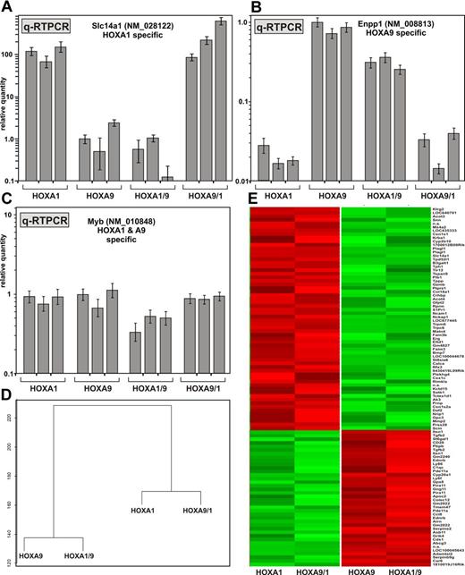 Figure 2. HOX-specific gene expression patterns are determined by the homeodomain. (A) Three independent cell lines were generated from primary bone marrow cells transformed by HOXA1, HOXA9, or the respective swap-constructs as indicated. RNA was harvested and quantitative RT PCR for Slc14a1 (NM_028122), a sentinel gene for HOXA1-transformed cells, was performed. Values were normalized for β-actin. Relative quantities are plotted as mean ± SD of a triplicate experiment. Expression levels found in the first HOXA9 transformed line were arbitrarily set to 1 unit. (B) Quantitative RT-PCR for Enpp1 (NM_008813), a gene specifically expressed in cells immortalized by HOXA9. Procedure and legend as in panel A. (C) Quantitative RT-PCR for Myb that is induced by HOXA1 and HOXA9. (D) Relationship of the gene expression program induced by parental HOX genes and the respective swap derivatives. RNA from the individual cell lines as described in panel A was pooled and hybridized to expression arrays. HOXA1 and HOXA9/1 patterns were compared with those found in HOXA9 and HOXA1/9 cells. The top 100 scoring genes with the highest expression difference and lowest variation (P < .05) were used to construct a dendrogram. (E) Clustering of the top scoring genes as in panel D. Genes are arranged as lines and RNA samples are represented by columns. The transduced HOX construct is given at the bottom. A listing of the individual expression values can be found in supplemental Table 1.