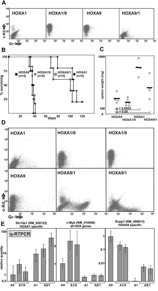Figure 3. The phenotype of HOX-induced leukemia is governed by the homeodomain. (A) Surface immunophenotype of cells cotransduced with Meis1 and HOX or a HOX swap as indicated. Staining was done for the stem cell and precursor cell marker c-Kit (CD117-PE) and for Gr-1 (Gr1-FITC) a protein associated with myeloid differentiation. (B) Kaplan-Meier survival blot of recipient animals transplanted with the cells characterized in panel A. Irradiated recipients received the graft at day 0. Animals were killed according to institutional regulations at first signs of overt disease. The experiment was terminated after 120 days, with 1 animal of the HOXA1 and HOXA9/1 cohorts still surviving. n = number of animals per group. (C) Spleen weight of leukemic animals. Individual data points and average values are given. P values were calculated for a Student t distribution. (D) Representative example of leukemia cell immunophenotypes. Transformed cells were regrown from the spleen of diseased animals and analyzed by FACS for c-Kit and Gr-1 markers. (E) Quantitative RT-PCR of HOX-sentinel genes in leukemia samples. RNA was isolated from the explanted cell lines, and HOX-specific gene expression was examined by quantitative RT-PCR. Each bar represents an individual cell line. Data are mean ± SD of triplicate PCR experiments.