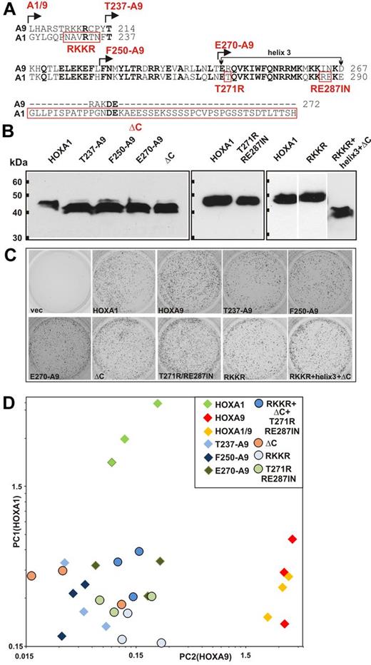 Figure 4. Multiple features in and around the homeodomain cooperate to determine specificity. (A) Alignment of the homeodomain area of HOXA9 and HOXA1 and structure of mutants. Various portions of the HOXA9 homeodomain region were swapped for the corresponding sequences of HOXA1 at homologous positions. The junction sites of the resulting mutants are indicated at the top of the sequence by arrows. A1/9 corresponds to the original swap described in Figure 1. Single features of HOXA9 introduced into the context of HOXA1 are marked by red boxes and labeled below the amino acid sequence. (B) Expression of HOXA1 mutants. All constructs carried an HA tag. Comparable expression is demonstrated by anti-HA Western blot. (C) Activity of HOXA1 mutants in replating assays. The figure depicts third round colonies in methylcellulose obtained with primary hematopoietic progenitors transduced with individual mutants as described in panel A. Three independent transductions were done for each construct and the figure shows a typical result. (D) Principal component analysis of HOXA1 and HOXA9 specific gene expression. Three independent cell lines were derived for each HOX mutant by transduction of primary hematopoietic cells. Expression of the 10 most discriminatory genes that distinguish cells transformed by HOXA1 from those expressing HOXA9 (A1: Scin, Gzmb, Col18a1, Crhbp, and Ptprz1; A9: Gpx8, Ly6f, Airn, Cyp26a1, and Ccl8) was determined by quantitative RT-PCR relative to actin. Normalized expression levels across all samples were used to build a principal component (PC1) indicative for HOXA1 gene expression and a principal component (PC2) characteristic for HOXA9. Diamonds represent swap mutants; circles, HOXA1 mutants with single features changed to HOXA9; labeled according to the nomenclature in panel A.