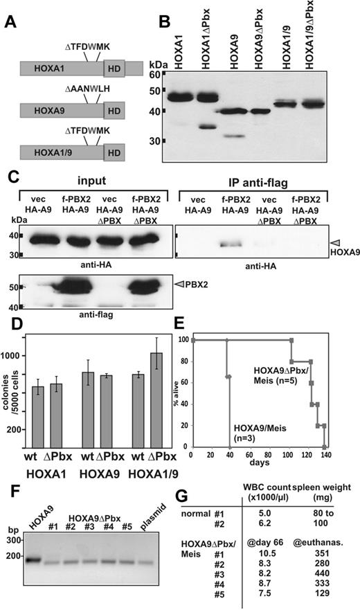 Figure 5. Impact of PBX binding on transformation. (A) Deletion mutants removing the tryptophan and adjacent amino acids essential for PBX binding were developed as schematically depicted. Like the parental constructs, all deletion derivatives carried an N-terminal HA-epitope. (B) Anti-HA immunoblot testing the expression of PBX-deleted HOX proteins compared with the original version. (C) Coimmunoprecipitation of PBX2 with HOXA9 and HOXA9ΔPBX. Flag-tagged PBX2 or empty vector as control was coexpressed together with HA-labeled HOXA9 or the respective PBX binding site mutant. Immunoprecipitation was done with anti-flag antibodies and the precipitates were analyzed by anti-HA immunoblot for the presence of HOXA9 protein. As control, antiflag and anti-HA blots of the input are shown alongside. (D) Colony numbers obtained in replating assays performed with primary bone marrow cells transduced either with HOX or a HOXΔPBX construct as indicated. Data are mean ± SD of a biologic triplicate. (E) Kaplan-Meier survival plot of mice transplanted either with cells cotransduced with HOXA9/Meis (n = 3) or HOXA9ΔPBX/Meis (n = 5) as indicated. (F) Engraftment of HOXA9ΔPBX/Meis cells. Genomic DNA was isolated from a peripheral blood sample drawn at day 66 after transplantation from HOXA9ΔPBX/Meis recipients. The HOX transgene was detected by PCR with primers spanning the PBX deletion site. As controls, DNA from a HOXA9/Meis graft (lane HOXA9) and a plasmid containing HOXA9ΔPBX (lane plasmid) were used. Expected amplicon sizes are 190 bp for HOXA9 and 172 bp for HOXA9ΔPBX. (G) White blood cell (WBC) count at day 66 after transplantation in peripheral blood of the HOXA9ΔPBX/Meis recipients and 2 nontransplanted animals (control). Spleen weight of normal animals and of HOXA9ΔPBX/Meis recipients at day of death is listed in the right column.
