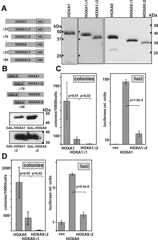 Figure 6. A transactivation domain in the HOX N-terminus is essential for transformation. (A) Design and expression of HOX N-terminal deletion derivatives. Immunoblotting was done with an anti-HA antibody detecting an engineered epitope tag. (B) Structure and expression of GAL4-HOX constructs. To avoid interference with GAL4-based DNA binding, only the respective HOX N-terminus without the homeodomain was fused to GAL4. Western blotting was performed in lysates of 293T cells transfected with the respective construct as indicated. An anti-GAL4 antibody was used for detection. (C) Structure-function correlation for N-terminal HOXA1 mutants. Left panel: Transforming activity of HOXA1 deletion clones as determined in replating assays. Data are mean ± SD of third round colony numbers representing 3 biologic replicates. P values were determined by Student t test. Right panel: Transactivation by corresponding GAL4-HOX fusions. REH cells were electroporated with 0.1 μg of a standard GAL4-SV40 minimal promoter vector (pGL3) and 0.9 μg of a GAL4-HOX expression plasmid. Luciferase values are given as mean ± SD of triplicates. Background values achieved with empty expression vector were set to 1 unit. (D) Transformation and transactivation determined for HOXA9 derivatives in analogy to the experiments shown in panel C.