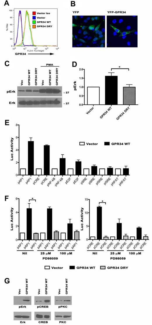 Figure 3. Overexpression of GPR34 drives ERK1/2 activation and ERK1/2-mediated gene transcription in HeLa and lymphoma B cells. (A) HeLa cells expressing vector control, WT or DRY were analyzed for GPR34 expression by flow cytometry. (B) HeLa cells were transiently transfected with a YFP vector control or a YFP-tagged GPR34 and were visualized by confocal microscopy. (C) HeLa vector control, WT, or DRY cells were analyzed for total and phosphorylated forms of ERK1/2 with and without PMA activation by Western blot. (D) Average fold increase in ERK1/2 phosphorylation. Data are normalized to total ERK1/2. *Compared with GPR34-DRY, GPR34 WT cells had a significant increase in ERK1/2 phosphorylation (P = .05, n = 5). (E) HeLa vector control or WT cells were transiently transfected with reporter gene plasmids that have the firefly luciferase gene under the control of a specific cis-acting; pNFAT-luc, pISRE-luc, pSRE-luc, pE2F-luc, pNFKB-luc, pCRE-luc, or pAP1-luc. Data represent an average fold increase in luciferase activity over vector control (n = 3). (F) Activation of the pAP1 and pCRE reporters in vector control, WT, and DRY cells in the absence or presence of increasing doses (25-100μM) of the MEK inhibitor PD98059 (n = 2). *Compared with the nil control, WT cells have a significant increase in pAP1 (P = .04) and pCRE (P = .002) activity. (G) OCI-Ly19 vector control or WT cells were analyzed for total and phosphorylated forms of ERK1/2, PKC, and CREB Western blot.