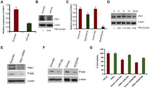 Figure 3. MLN2238 or overexpression of miR33b negatively regulates PIM-1 signaling. (A-B) MM.1S cells were transiently transfected with either pre-miR33b or scrambled probe using the Cell Line Nucleofector Kit V, and cells were harvested 24h after transfection, followed by analysis of PIM-1 transcripts (A) and PIM-1 protein levels (B) by qRT-PCR and Western blot analysis, respectively. (C-D) MM.1S cells were treated with MLN2238 (12nM) for the indicated times, and cells were harvested. Total RNA and protein extracts were subjected to analysis of PIM-1 transcripts (C) and PIM-1 protein levels (D) using qRT-PCR and Western blotting, respectively. The relative expression of PIM1 to β-actin was quantified using ImageJ Version 1.38x software. (E) MM.1S cells were transfected with either scramble siRNA or PIM-1 siRNA. Total protein lysates were subjected to immunoblot analysis using Abs specific against PIM-1, phospho-Bad, and actin. (F) MM.1S cells overexpressing miR33b or MLN2238-treated MM.1S cells were harvested and protein lysates were subjected to immunoblot analysis using Abs specific against phospho-Bad and actin. (G) MM.1S cells stably expressing pWzl-neo retroviral vector or PIM1 (Addgene) were established by retrovirus infection. The stable cell lines were then transfected with miR33b or treatment with MLN9708 (12nM) for 24 hours. The cell viability was measured with the MTT assay. Results are shown as means ± SD (n = 3).