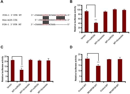 Figure 4. miR33b directly targets PIM-1. (A) Sequence alignment of the miR33b seed sequence with pim1 3′-UTR. Matched nuclear acid base pairs were labeled in red and deletions are labeled as “−.” (B). 293T cells were transiently cotransfected with reporter plasmids (pmiR-vector, pmiR-PIM1-WT, and pmiR-PIM1-MT), miR (miR33b or control miR), and Renilla luciferin with Lipofectamine 2000, and cells were harvested to measure the fluorescence of firefly and Renilla luciferin accordingly. (C) MM.1S cells were transiently cotransfected with reporter plasmids (pmiR-vector, pmiR-PIM1-WT, and pmiR-PIM1-MT), miR (miR33b or control miR), and Renilla luciferin using the Cell Line Nucleofector Kit V. Cells were harvested and lysed 10 hours after transfection, followed by measurement of relative fluorescence intensity of firefly and Renilla luciferin. (D) MM.1S cells were cotransfected with reporter plasmids (pmiR-vector, pmiR-PIM1-WT, and pmiR-PIM1-MT) and Renilla luciferin and then treated with MLN2238 (12nM). Cells were lysed and subjected to luciferase reporter assay using the Dual-Luciferase Reporter Assay System. Luciferase activities were analyzed as the relative activity of firefly to Renilla. Results shown are means ± SD (n = 3). ***P ≤ .001.