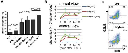 Figure 2. IFNγR−/− T cells respond normally to allogeneic APCs both in vitro and in vivo. (A) IFNγR−/− Tconvs respond normally to allogeneic APC. Tconvs were labeled with CFSE and mixed lymphocyte reactions (MLRs) were performed in which 2 different strains of APC, Balb/c (H-2d) and third party SWR (H-2q) were used as stimulators. Data represent the pool of 2 independent experiments. (B) BLI was performed. The click beetle red luciferase gene (CBRluc)–expressing Tconvs (4 × 106 cells) were transplanted into Balb/c recipients. Photon flux (photons/s) was measured from the dorsal and the ventral view with a region of interest drawn over the entire body of each mouse. P values at days 10 and 31 were .1165 or higher. (C) IFNγR−/− Tconvs (bottom panel) express similar levels of GZMB, compared with WT Tconv (top panel) after 3 days of activation using anti-CD3/CD28 antibody-coated beads.