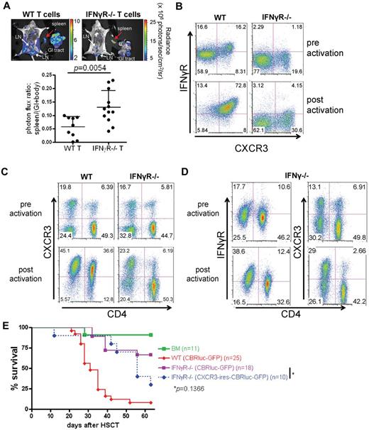 Figure 3. IFNγR is required for trafficking of Tconvs to GVHD target organs and CXCR3 expression. (A) In vivo BLI was performed to specifically track CBRluc-transduced Tconvs (2 or 4 × 106 cells) after allo-HSCT. BLI images of 1 dissected representative mouse from WT (left) and IFNγR−/− (right) T cell recipients at day 31 after allo-HSCT (top panels). Spleens and GI tracts were separated from the body cavities. White arrows indicate LNs. Ratio of signal intensities (photons/s/cm2/sr) from spleen and GI tract and the rest of body were compared in the bottom panel. Data represent the pool of 2 independent experiments. (B) WT Tconvs express IFNγR (CD119) and CXCR3 before (top panels) and after (bottom panels) activation by anti-CD3/CD28 antibody-coated beads. The expressions of IFNγR (CD119) and CXCR3 are correlated in WT Tconv. (C) IFNγR−/− Tconv (both CD4+ and CD8+ T cells; CD4− T cells are CD8+ T cells right panels) express CXCR3 significantly less than WT Tconvs (left panels) after activation (bottom panels). Mean and SD of activated WT Tconvs are as follows (n = 8). CD8+CXCR3+: 42.7% ± 5.5%, CD8+CXCR3−: 5.2% ± 1.3%, CD4+CXCR3+: 41.2% ± 5.0%, CD4+CXCR3−: 11.0% ± 4.7%. Mean and standard deviation of activated IFNγR−/− Tconv are as follows (n = 8). CD8+CXCR3+: 24.1% ± 8.2%, CD8+CXCR3−: 21.0% ± 3.3%, CD4+CXCR3+: 5.5% ± 1.7%, and CD4+CXCR3−: 49.3% ± 4.8%. (D) IFNγ−/− Tconv (both CD4+ and CD8+ T cells; CD4− T cells are CD8+ T cells) express CXCR3 significantly less than WT Tconvs (C) after activation (bottom panels) but up-regulate IFNγR expression similar to activated WT Tconvs (left panels). Mean and standard deviation of activated IFNγ−/− Tconv are as follows (n = 9). CD8+CXCR3+: 23.4% ± 5.3%, CD8+CXCR3−: 24.6% ± 4.9%, CD4+CXCR3+: 5.6% ± 2.6%, and CD4+CXCR3−: 46.4% ± 6.9%. (E) IFNγR−/− Tconvs were retrovirally transduced with either the CBRluc-GFP gene (IFNγR−/−) or the CXCR3-ires-CBRluc-GFP gene (CXCR3+ IFNγR−/−). WT Tconvs were also transduced with the CBRluc-GFP gene. Transduced cells were purified using the Reflection cell sorter (iCyt; GFP+ WT Tconvs and GFP+ IFNγR−/− Tconvs) or AutoMACS (CXCR3+ IFNγR−/− Tconvs; all cells > 96% pure) and transplanted (2 × 106) into recipient mice along with TCD BM (5 × 106). Shown is percent survival after allo-HSCT (5 × 106 TCD BM + 2 × 106 Tconv). Data represent a pool of 3 independent experiments.