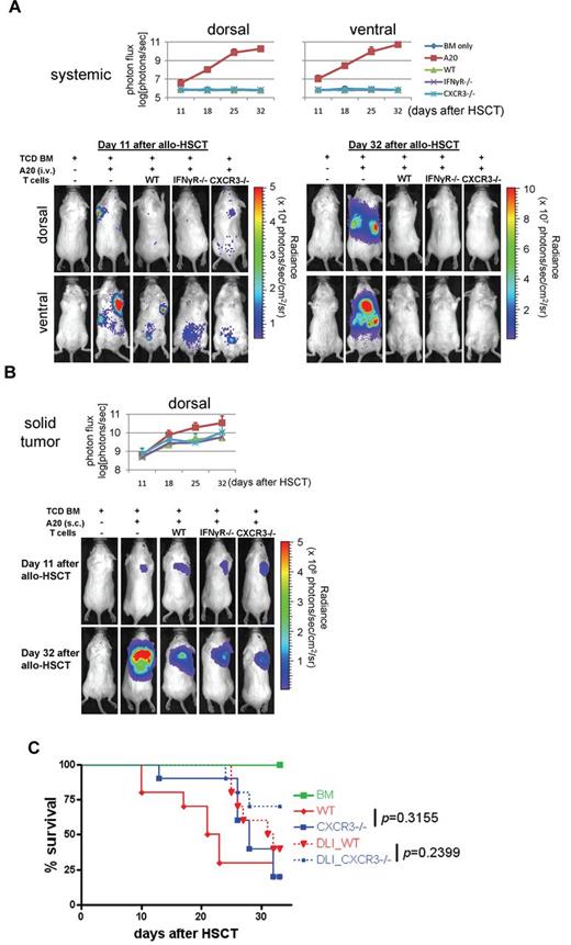 Figure 5. IFNγR−/− and CXCR3−/− Tconvs mediate a robust GvL/GvT. (A) Systemic leukemia model. Photon flux was measured with a region of interest drawn over the entire body of each mouse. Actual images of 1 representative mouse from each group are shown in bottom panels. Data represent the pool of 2 independent experiments. n = 10 each group (n = 6 in BM only group). (B) Solid tumor model. Photon flux was measured with a region of interest drawn over the entire body of each mouse. Actual images of 1 representative mouse from each group are shown in bottom panels. Data represent the pool of 2 independent experiments. n = 10 each group (n = 6 in BM only group). (C) Effect of CXCR3 on GVHD and survival. Data represent the pool of 2 independent experiments (n = 10).