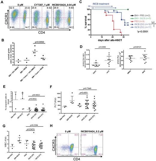 Figure 6. JAK1/JAK2 inhibitors block the IFNγR-CXCR3 axis both in mouse and human T cells and mitigates GVHD. (A) Shown are WT pan T cells (both CD4+ and CD8+ T cells; CD4− T cells are CD8+ T cells) after drug treatment. (B) Tissue sections of skin, liver, and intestine were graded by a veterinary pathologist in blinded fashion on day 21 after allo-HSCT for acute GVHD according to the Lerner grading system (see “Methods” for details).21 (C) Effect of INCB018424 on GVHD. Allo-HSCT (B6 (H-2b) → Balb/c (H-2d) was performed as follows. Five × 106 T cell–depleted bone marrow cells (TCD BM) and 5 × 105 Tconvs were injected into lethally irradiated (925cGy) Balb/c recipient mice. INCB018424 was injected intraperitoneally into recipients daily from day 0 through 20 (D0: 100 μg twice daily for the first 7 days and 100 μg once daily for the following 14 days) or day 3 through 23 (D3: 100 μg twice daily for the first 4 days and 100 μg once daily for the following 17 days). (D) In vivo BLI was performed to specifically track T cells (0.5 × 106 cells) obtained from FVB-Tg(CAG-luc,-GFP)L2G85Chco/J mice (H-2q) after allo-HSCT. FVB/NJ mice (H-2q) were used as TCD BM donors (5 × 106 cells) and Balb/c as recipients. INCB018424 or 10% DMSO was administered twice a day from days 3 to 6 and once daily from days 7 to 23. BLI images of dissected mice (n = 10 each) at day 31 after allo-HSCT were analyzed. Spleens, livers, and GI tracts were separated from the body cavities. Photon flux (photons/s) was measured from whole body (right panel) and the ratio of signal intensities (photons/s/cm2/sr) from spleen, liver, and GI tract and the rest of body were compared (left panel). (E-G) INCB018424 does not inhibit donor engraftment and reduce neither platelet (PLT) counts nor white blood cell (WBC) counts. Day 21 after allo-HSCT, BM+PBS (n = 2), BM+INCB (n = 5), PBS (n = 4), INCB (D0; n = 18), and INCB (D3; n = 15). (H) Shown are human pan T cells 5 days after drug treatment in the presence of anti-CD3/CD28 antibody coated beads (cell:bead = 1:1). Mean and SD of activated human T cells are as follows (n = 2); 0μM of INCB018424: CD8+CXCR3+: 6.0% ± 2.7%, CD8+CXCR3−: 6.3% ± 2.8%, CD4+CXCR3+: 49.6% ± 1.6%, CD4+CXCR3−: 38.1% ± 1.5%. 0.2μM of INCB018424: CD8+CXCR3+: 0.4% ± 0.2%, CD8+CXCR3−: 8.7% ± 0.3%, CD4+CXCR3+: 10.2% ± 4.2%, and CD4+CXCR3−: 80.8% ± 3.7%.