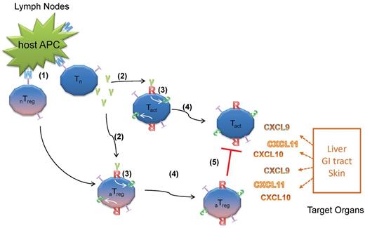 Figure 7. Model for the role of IFNγR signaling in T-cell trafficking and GVHD. Naive Tconvs and Tregs become activated by host APCs because of MHC mismatch. (1) Activated Tconv secrete IFNγ (2) that will initiate the IFNγR signaling, which in turn up-regulates CXCR3 and other unknown mediators of T-cell trafficking on both Tconvs and Tregs. (3) CXCR3+ T cells migrate to the CXCR3 ligands-expressing GVHD target organs (4) where activated Tconv are destructive but suppressed in the presence of activated Tregs. (5) When Tconvs fail to secrete IFNγ (IFNγ−/− Tconv), Tregs will not activate IFNγR signaling, thereby failing to migrate to the same sites of inflammation as IFNγ−/− Tconv. This will result in more severe GVHD than WT Tconv. Likewise, when Tregs are defective in up-regulating CXCR3 because of the lack of IFNγR, the same result will be observed. Tn: naive Tconv, Tact: activated Tconv, nTreg: naive Tregs, aTreg: activated Tregs, M: MHC molecules, T: T-cell receptors, R: IFNγR, 3: CXCR3, γ: IFNγ.