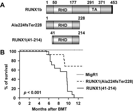 Figure 1. Retroviral transduction/transplantation assays with the use of RUNX1(Ala224fsTer228) or RUNX1(41-214). (A) Schematic representation of full-length RUNX1b, RUNX1(Ala224fsTer228), and RUNX1(41-214). Numbers represent amino acid numbering, based on the human RUNX1 isoform b. (B) Kaplan-Meier survival curve of animals transplanted with control vector (MigR1; n = 17), RUNX1(Ala224fsTer228) (n = 12), and RUNX1(41-214) (n = 15) of 4 independent sets of experiments. TA indicates transcriptional activation domain; and BMT, bone marrow transplantation.