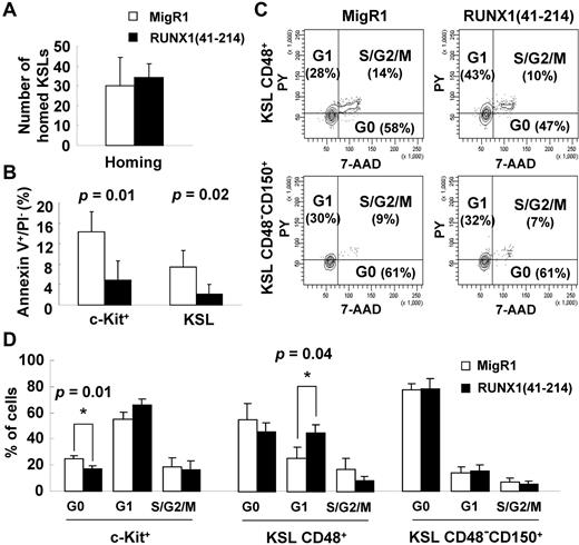 Figure 5. Reduced apoptosis and increased cell cycle entry of stem/progenitor cells in RUNX1(41-214) animals. (A) Homing assay of KSL cells from MigR1 (□; n = 3) and RUNX1(41-214) (■; n = 3); numbers represent KSLs homed to bone marrow per 1 million injected cells. (B) Annexin V staining of stem/progenitor cells in MigR1 (□; n = 3) and RUNX1(41-214) (■; n = 3) animals. (C) Representative cell cycle analysis with Pyronin Y/7-AAD in MigR1 and RUNX1(41-214) animals. (D) Cell cycle analysis of stem/progenitor cells of in MigR1 (□) and RUNX1(41-214) (■) animals that received a transplant. Results are average of 3 independent experiments. Three to 6 animals per group were used in each experiment. Only statistically significant P values are shown (*P < .05). All analyses were performed at 4-6 months after transplantation. c-Kit+ indicates EGFP+/Lin−/IL7Rα−/c-Kit+/Sca-1−; KSL, EGFP+/Lin−/IL7Rα−/c-Kit+/Sca-1+; PY, pyronin Y; KSL CD48+, EGFP+/Lin−/IL7Rα−/c-Kit+/Sca-1+/CD48+; and KSL CD48−CD150+, EGFP+/Lin−/IL7Rα−/c-Kit+/Sca-1+/CD48−/CD150+.