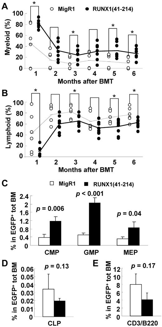 Figure 6. Skewing to myelopoiesis in RUNX1(41-214) animals. Flow cytometric analysis of percentage of (A) myeloid (CD11b or Gr-1) and (B) lymphoid (CD3 or B220) populations in peripheral blood of MigR1 (○) or RUNX1(41-214) (●) animals. Dashed lines connect average values for MigR1 animals, and solid lines connect average values of RUNX1(41-214) animals. *P < .05. BMT indicates bone marrow transplantation. Flow cytometric analysis of (C) myeloid progenitors, (D) common lymphoid progenitors, and (E) CD3- or B220-expressing cells in bone marrow of MigR1 (□) or RUNX1(41-214) (■) animals. Values represent average and SD within EGFP+ population. Experiments were performed 4-6 months after transplantation; n = 3 animals were used for each group. CMP, indicates common myeloid progenitor; GMP, granulocyte-macrophage progenitor; MEP, megakaryocyte-erythrocyte progenitor; and CLP, common lymphoid progenitor.