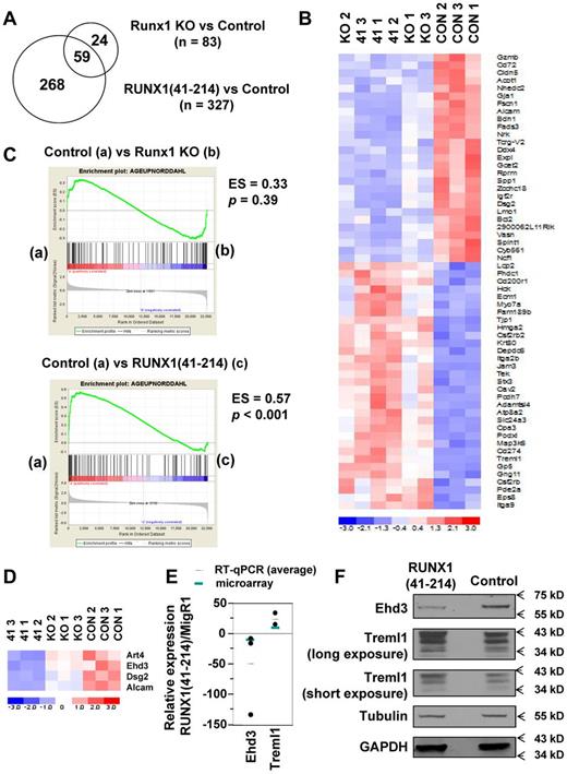 Figure 7. Gene expression profiling and GSEA of KSLs. (A) Venn diagram showing numbers of genes differentially expressed between RUNX1(41-214) versus control and Runx1-deficient versus control and the number of genes in common between the 2 groups. (B) Hierarchical clustering of genes in common between RUNX1(41-214) and Runx1-deficient cells (nominal P < .05; fold change > 2). (C) GSEA of correlation between aging signature genes and genes differentially expressed in RUNX1(41-214) versus Runx1-deficient cells. (D) Genes from the aging signature gene set show differential expression between RUNX1(41-214) versus Runx1-deficient cells. (E) Analysis of relative gene expression by quantitative RT-PCR in RUNX1(41-214) KSL cells compared with control MigR1 KSL cells. (F) Immunoblot analysis of bone marrow lineage-negative cells expressing RUNX1(41-214). 41 indicates RUNX1(41-214) KSL; Runx1 KO, Runx1floxed/floxed MxCre+/− KSL; and CON, Runx1floxed/floxed MxCre−/− KSL.