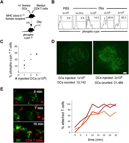 Figure 1. Measuring the efficacy of T-cell activation by DCs in vivo. (A) Experimental setup. MHC class II−/− female mice were injected in the footpad with various numbers of DCs and intravenously with transgenic Marilyn CD4+ T cells. On day 1, recipients were injected intravenously with the Dby peptide. Thirty minutes later, c-jun phosphorylation was assessed in Marilyn CD4+ T cells by flow cytometry. (B) Histograms showing the percentage of Marilyn CD4+ T cells displaying phosphorylated c-jun staining for the indicated number of injected DCs. (C) The graph compiles the percentages of Marilyn CD4+ T cells with phosphorylated c-jun staining as a function of the number of injected DCs. Each dot represents 1 recipient. (D) Confocal images of a popliteal LN section 24 hours after the injection of 1 × 106 (left) or 2 × 106 (right) GFP+ DCs. Scale bar represents 150 μm. (E) Two-photon imaging of T cell-DC encounters and interactions. MHC class II−/− female recipients were injected in the footpad with GFP expressing DCs and intravenously with SNARF-labeled Marilyn CD4+ T cells. At 24 hours, recipient popliteal LNs were imaged using intravital 2-photon microscopy, and the Dby peptide was injected intravenously during image acquisition. Left: Time-lapse images showing the progressive recruitment of CD4+ T cells (red) by DCs (green). Right: The graph shows the percentage of T cells interacting with a GFP+ DCs over time. Each line corresponds to 1 individual experiment.