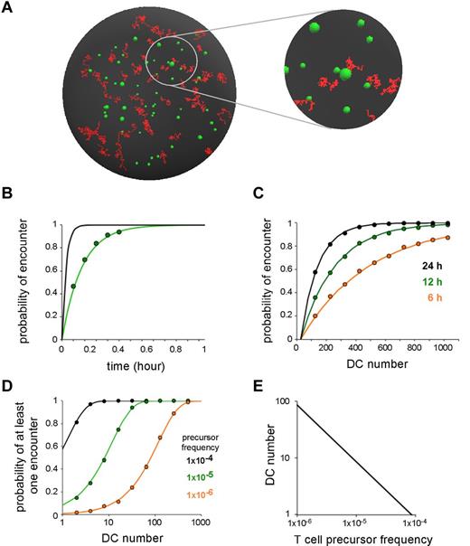 Figure 2. A computational model to measure the probability of T-cell activation by DCs. (A) Illustration of a simulation run with the computational model. DCs are represented as green spheres whose apparent size in the figure varies with depth. Trajectories of T cells are shown in red. (B) Probability of T cell-DC encounters as a function of time in the presence of 2 × 104 DCs. ● represents results from the computational model. The theoretical formula (see supplemental Methods) is graphed for T-cell diffusion coefficients of D = 10 (green) and D = 50 μm2. min−1 (black). Diffusion coefficients of 10 and 50 have been measured for T cells migrating in inflamed and noninflamed lymph nodes, respectively. The rest of the simulation was performed with D = 10. (C) Probability of T cell-DC encounters as a function of DC numbers for a T cell residing 6, 12, or 24 hours in the lymph node. Values from the computational model (circles) and theoretical formula (lines) are graphed. (D) The probability that at least 1 T cell encounters a DC within 24 hours is shown as a function of DC number for distinct T-cell precursor frequencies. (E) The graph shows, for distinct T-cell precursor frequencies, the number of DCs yielding a 50% probability that at least 1 T cell encounters a DC in 24 hours.