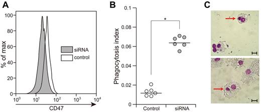 Figure 3. Knocking down CD47 in CD34+CD38− cells induces their engulfment by macrophages. (A) Knockdown of CD47 expression in normal CD34+CD38− cells by siRNA for human CD47. Treatment of CD34+CD38− cells with siRNA for 48 hours induced 60% reduction of CD47 expression in these cells. (B) CD34+CD38− cells treated with the siRNA for human CD47 showed accelerated engulfment by normal macrophages. Vertical axis shows the phagocytosis index (phagocytosis index = phagocytic macrophages/number of macrophages) and the bars show mean value. *P < .01 by conventional t test. (C) Engulfment of CD34+CD38− cells treated with siRNA by normal macrophages (Giemsa staining). Scale bars indicate 10 μm.