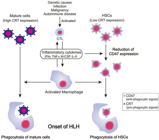 Figure 7. Pathogenesis of HLH based on antiphagocytic and prophagocytic signaling. In HLH, cytotoxic T lymphocytes are activated by genetic abnormality, infection, malignancy, and autoimmune disease, and then produce inflammatory cytokines and activate macrophages. Activated macrophages engulf mature cells such as RBCs, platelets, and granulocytes, which are susceptible to phagocytosis because of high expression of prophagocytic CRT. In contrast, inflammatory cytokines suppress hematopoiesis by their direct toxic effects and down-regulate CD47 expression on HSCs, resulting in a decreased threshold of antiphagocytic signals. Therefore, HSCs were engulfed by activated macrophages, causing the BM of HLH patients to become hypoplastic, thereby exacerbating pancytopenia.