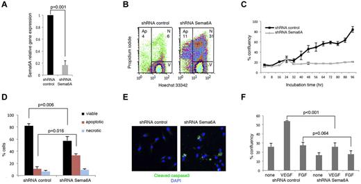 Figure 1. Silencing Sema6A expression promotes endothelial cell death. (A) HUVECs were infected with lentivirus control (shRNA control) or Sema6A-silencing lentivirus (shRNA Sema6A); Sema6A expression was measured by quantitative PCR after 7-day puromycin selection. The results reflect the means (± SD) of 4 experiments. (B) Seventy-two hours after infection, cells were stained with propidium iodide and Hoechst 33342, and the distribution of viable (V), necrotic (N), and apoptotic (Ap) cells was measured by flow cytometry. (C) Growth kinetics of HUVEC measured by IncuCyte monitoring over 96 hours culture, beginning 72 hours postinfection with control or Sema6A shRNA. The results are expressed as mean (± SEM, 4 replicate wells) percentage culture confluence/time point. (D) Cell death was measured by flow cytometry in Sema6A-silenced and control HUVEC (after lentivirus infection and 7-day puromycin selection). Results are from 4 independent experiments (± SEM). (E) Cleaved caspase3 in Sema6A-silenced and control HUVEC detected by immunofluorescence staining. (F) Sema6A-silenced and control HUVEC were cultured in complete culture medium alone or with VEGF (VEGF-A 100 ng/mL) or FGF (FGF2 100 ng/mL). Results from IncuCyte monitoring are expressed as mean (± SD; 4 replicate cultures) percentage culture confluence (48 hour time point). P = statistical significance of group differences.