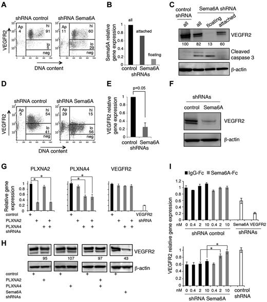 Figure 2. Sema6A silencing decreases VEGFR2 levels in endothelial cells. (A) VEGFR2 levels in HUVECs 72 hours after infection with control or Sema6A shRNA. Representative flow cytometry profiles display VEGFR2 levels (hi indicates high; lo, low; and neg, negative) as a function of DNA content (DAPI staining after cell permeabilization); Ap indicates apoptotic cells. (B) Relative levels of Sema6A expression in HUVEC control (control shRNA) and Sema6A-silenced (Sema6A shRNA) attached or floating 72 hours after infection measured by quantitative PCR. (C) Levels of VEGFR2 and cleaved caspase3 in cell lysates of HUVECs 72 hours after infection with control or Sema6A shRNA detected by immunoblotting; β-actin was used as loading control. The Sema6A-silenced cells were examined as attached, floating and all cells. Normalized (VEGFR2/β-actin) band intensity values are displayed. After infection with control or Sema6A shRNAs and 7-day puromycin selection, HUVECs were tested for VEGFR2 expression by flow cytometry (D) and quantitative PCR (E). The results of PCR are expressed as mean gene expression (± SEM; n = 5) relative to control. (F) VEGFR2 protein was evaluated by immunoblotting in cell lysates of Sema6A-silenced and control HUVECs (after 7-day puromycin selection). (G) Relative levels of plexinA2 (PLXNA2), plexinA4 (PLXNA4), and VEGFR2 expression in HUVEC control (shRNA control) and in HUVECs subjected to shRNA knockdown of PLXNA2, PLXNA4, PLXNA2+PLXNA4, or VEGFR2. The results of PCR reflect the means RNA levels (± SD; n = 4) relative to control. (H) VEGFR2 levels in cell lysates of HUVEC control (shRNA control) and in HUVECs with shRNA knockdown of PLXNA2, PLXNA4, PLXNA2+PLXNA4, or Sema6A. Relative band intensities values (normalized to β-actin) are displayed. (I) Relative levels of VEGFR2 mRNA in attached control (shRNA control) and Sema6A-silenced (shRNA Sema6A) HUVECs supplemented with IgG1-Fc or recombinant Sema6A-Fc (0.4-10nM). VEGFR2-silenced (shRNA VEGFR2) HUVEC were used as a control (*P < .001).