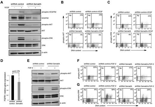 Figure 3. VEGF-A and FGF2 signaling in Sema6A-silenced endothelial cells. (A) Control and Sema6A-silenced HUVECs were incubated 15 minutes with VEGF-A (100 ng/mL). Cell lysates were tested for phosphorylated and total VEGFR2, AKT, and ERK1/2; β-actin staining was used as a loading control. (B) Intracellular phospho-AKT and (C) intracellular phospho-ERK were analyzed by flow cytometry under the same experimental conditions of A. The results represent the relative percentage of phospho-AKT and phosphor-ERK positive cells (representative experiments). (D) FGFR1 gene expression was measured by quantitative PCR in Sema6A-silenced and control HUVECs. The results reflect the mean (± SEM; n = 6) mRNA levels relative to control. (E) Sema6A-silenced and control HUVECs were incubated (15 minutes) with FGF2 (100 ng/mL). Phosphorylation levels of AKT and ERK1/2 were assessed in the cell lysates by Western blotting. (F) Intracellular phospho-AKT and (G) intracellular phospho-ERK were analyzed by flow cytometry under the same experimental conditions of E.