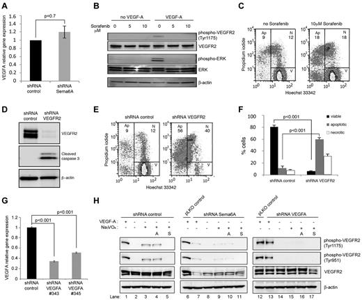 Figure 4. Endothelial cells require VEGF signaling for survival. (A) VEGFA gene expression in Sema6A-silenced and control HUVECs was measured by quantitative PCR. The results reflect the mean (± SEM; n = 4) relative mRNA levels. (B) HUVECs were incubated (2 hours) with Sorefanib at the indicated concentrations and then treated with VEGF-A (100 ng/mL; 15 minutes). Cells lysates were tested for VEGFR2 and ERK phosphorylation by immunoblotting. (C) Cell death was measured by flow cytometry in HUVECs incubated (18 hours) with medium only or medium supplemented with Sorafenib (10μM). (D) HUVECs were infected with control (shRNA control) or VEGFR2 silencing lentivirus (shRNA VEGFR2). Cell lysates were evaluated for VEGFR2 and cleaved caspase 3 by Western blotting. (E) Cell death in VEGFR2-silenced and control HUVECs was measured by flow cytometry (representative results). (F) The bar graph shows the percentage viable, apoptotic and necrotic VEGFR2-silenced and control HUVECs from 4 independent experiments (± SEM; P values reflect statistical significance of group differences). (G) VEGFA gene expression in VEGFA-silenced (VEGFA shRNA 343 or 345) and control HUVEC measured by quantitative PCR. (H) Control (shRNA control), Sema6A-silenced (shRNA Sema6A) or VEGFA-silenced (shRNA VEGFA) HUVEC were cultured for 6 hours in EBM-2 medium supplemented with FGF2, EGF, and IGF-1 from EGM-2 BulletKit. Avastin (A; lanes 4, 10, and 16) was added at 10 μg/mL; Sorafenib (S; lanes 5, 11, and 17) was added at 2μM; and Na3VO4 (lanes 3-5, 9-11, 15-17) was added at 100μM. Cells were stimulated with exogenous VEGF-A (100 ng/mL) for 5 minutes. Cell lysates were immunoblotted for phosphorylated VEGFR2 (tyrosine 1175 or 951), total VEGFR2 and β-actin.