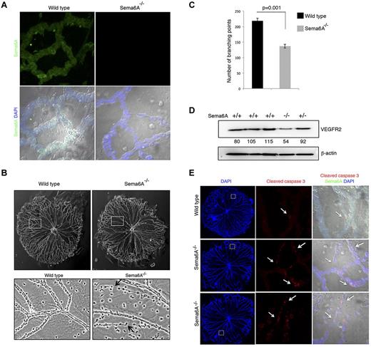 Figure 5. Hyaloid vessels from Sema6A−/− mice and wild-type littermates. (A) Isolated hyaloid vessels from 4-day-old (P4) Sema6A-null and wild-type littermates were immunostained for Sema6A. Nuclei are visualized with DAPI. Representative images. (B) Morphology of hyaloid vessels isolated from P4 wild-type and Sema6A-null littermates; magnification of wild-type and Sema6A-null hyaloid vessels from corresponding areas outlined in the top panels. Representative images. (C) Number of branching points in hyaloid vessels isolated from wild-type and Sema6A-null littermates (n = 3, paired littermates; SEM; p reflects the statistical significance of group difference. (D) Protein extracts of isolated hyaloid vessels from wild-type (+/+), Sema6A heterozygote (+/−) and Sema6A-null (−/−) P5 mice were tested for VEGFR2 and β-actin by immunoblotting. Normalized (VEGFR2/β-actin) band intensity values are shown. (E) Isolated hyaloid vessels from P5 wild-type and Sema6A-null mice were immunostained for cleaved caspase 3 and Sema6A. Nuclei are visualized with DAPI. Comparable hyaloid vessel areas are magnified in the middle and right panels. Images on the right panels are from DIC (differential interference contrast microscopy).